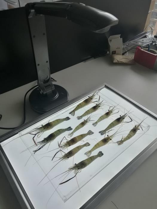 SC-B型魚蝦苗自動測量分析儀