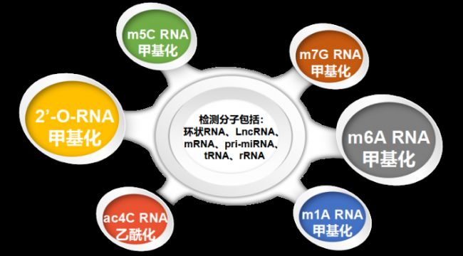 云序生物RNA修飾特色