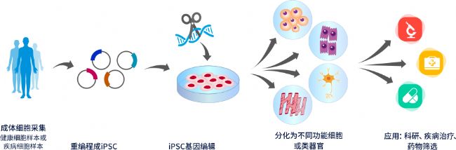 iPSC體外疾病模型研究平臺(tái)