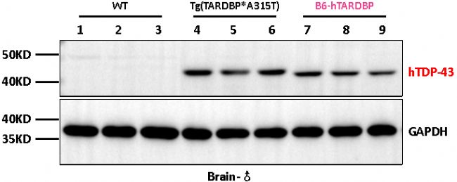 B6-hTARDBP小鼠